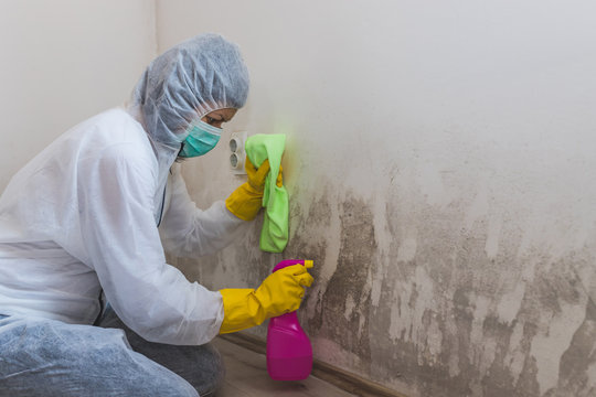 mold remediation